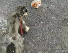<b>狗狗亂撿東西吃怎么辦？——寵物百科知識</b>