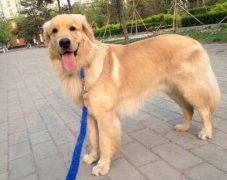 狗狗的品種，居然暴露了你的性格？