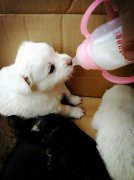 剛出生的小狗如何人工喂養(yǎng)？